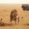What To Consider When Planning A Luxury Safari In Tanzania